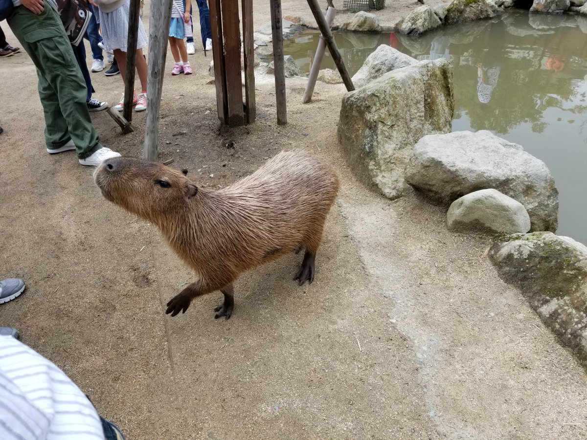ヤタ カピバラさんの森 いくらお尻背中首周りをモフり尽くそうが不動明神の如くおとなしく動かないけどエサの葉っぱを近づけると歯をむき出しにしてもしゃるのがかわいい 見た目に反して毛は固く 背中を触れば背骨で結構ゴツゴツしてました 手ぬぐい ヤタ カピバラさんの森 いくらお尻背中首周りをモフり尽くそうが不動明神の如くおとなしく動かないけどエサの葉っぱを近づけると歯をむき出しにしてもしゃるのがかわいい 見た目に反して毛は固く 背中を触れば背骨で結構ゴツゴツしてました 手ぬぐい