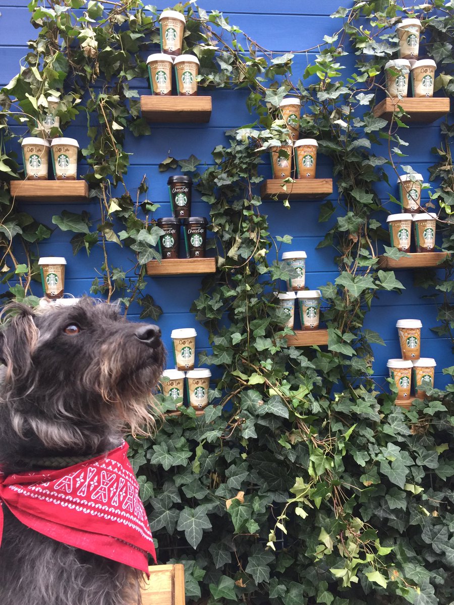 dogsincafes's tweet photo. Al fresco ⁦@StarbucksUK⁩ 👣🐾❤️ https://t.co/nMgE5otqzK