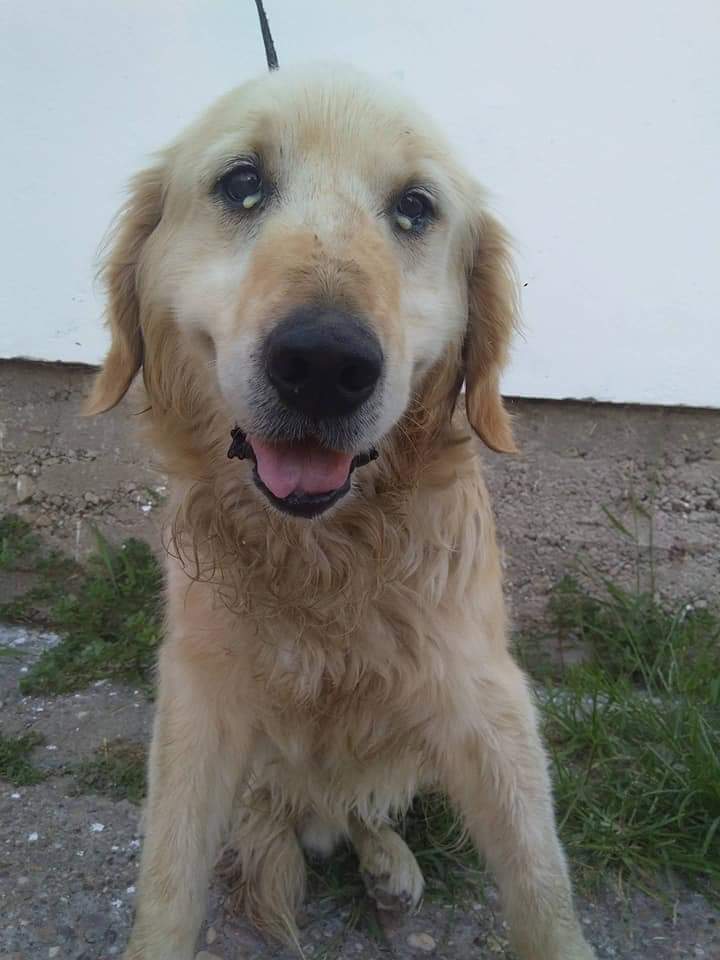 second chance goldens