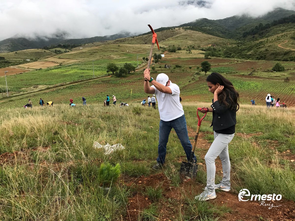 JErnestoRuiz's tweet photo. Me alegra que, con pequeñas acciones, sumemos vida a nuestro planeta. Gracias a @tvaztecaoaxaca, @CONAFOR y @KybernusOaxaca por invitarnos a ser parte de la construcción de un nuevo Bosque Metropolitano este domingo. #Oaxaca https://t.co/nBP2HBldNS