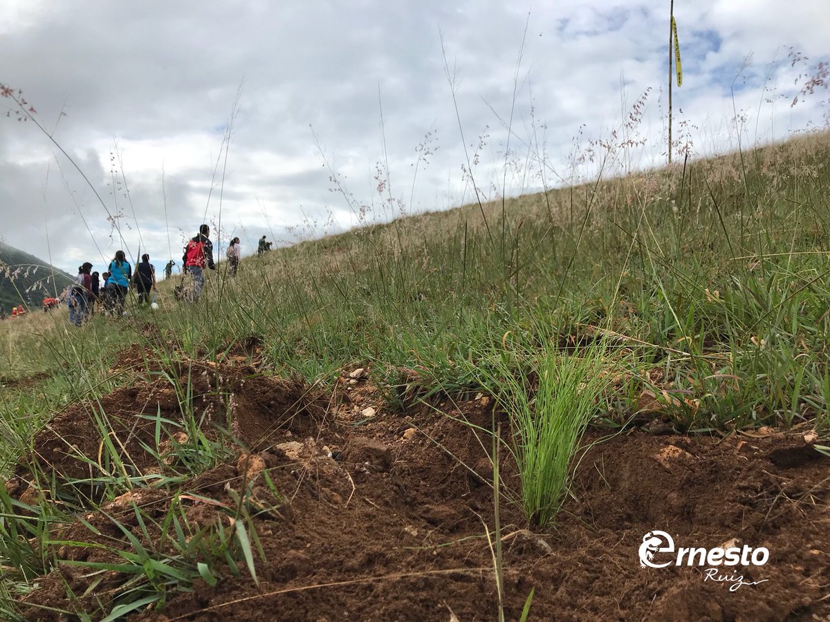 JErnestoRuiz's tweet photo. Me alegra que, con pequeñas acciones, sumemos vida a nuestro planeta. Gracias a @tvaztecaoaxaca, @CONAFOR y @KybernusOaxaca por invitarnos a ser parte de la construcción de un nuevo Bosque Metropolitano este domingo. #Oaxaca https://t.co/nBP2HBldNS