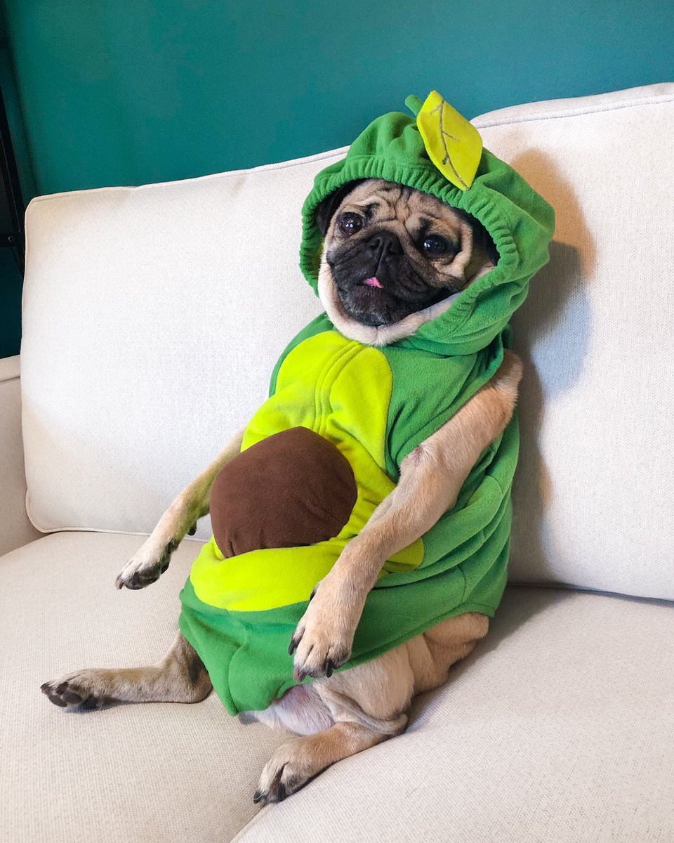 itsdougthepug's tweet photo. Pugocado 🥑 https://t.co/V7UxnPDIAI