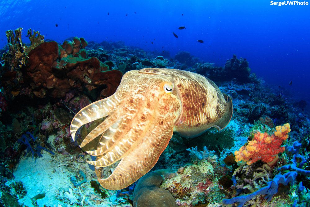 The broadclub cuttlefish is the second largest cuttlefish, reaching weights of at least 22 pounds! Cuttlefishes are masters of camouflage and can change both their color and the texture of their skin to match their surroundings.