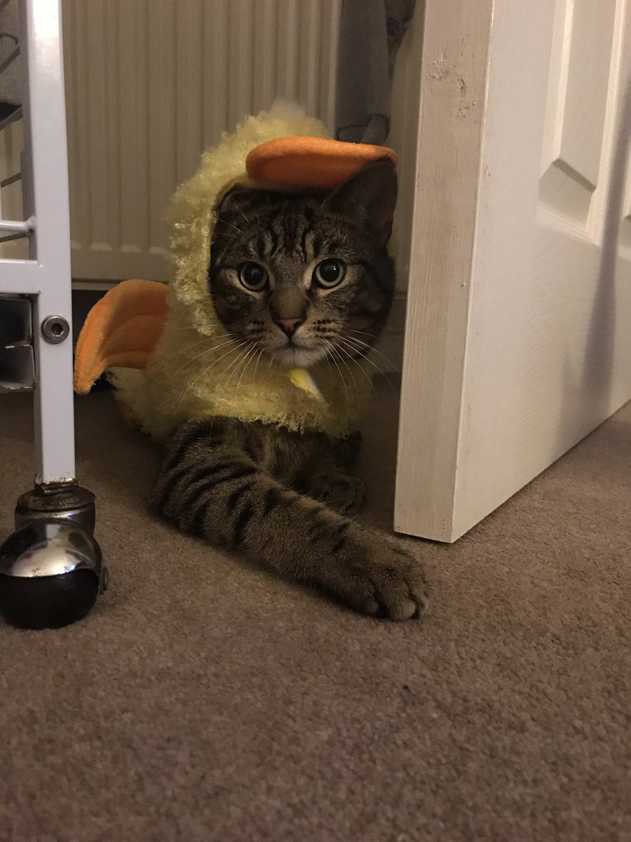 HollyAmbeeer's tweet photo. @KittyPlays https://t.co/TCJk0K9mVJ