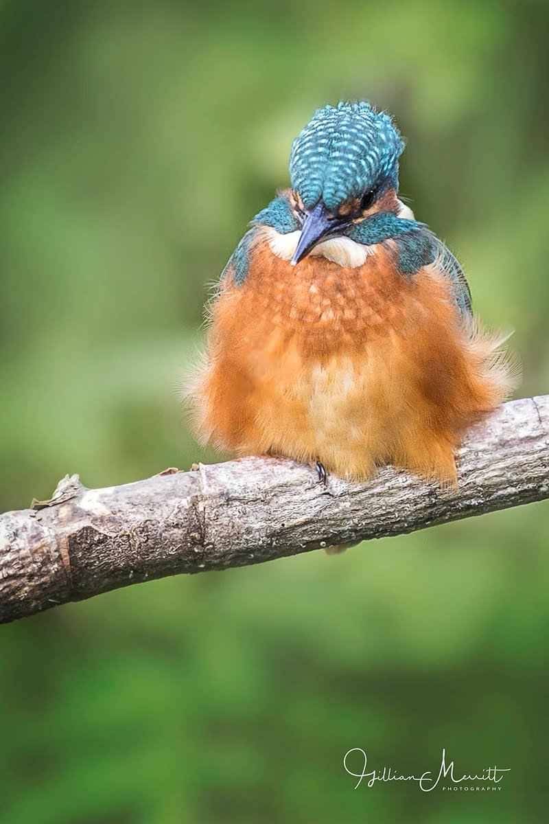 RT @GillMerritt2: Puffed up kingy this morning in my local patch @Natures_Voice @RSPBintheEast @wildlife_uk @Hertsbirds