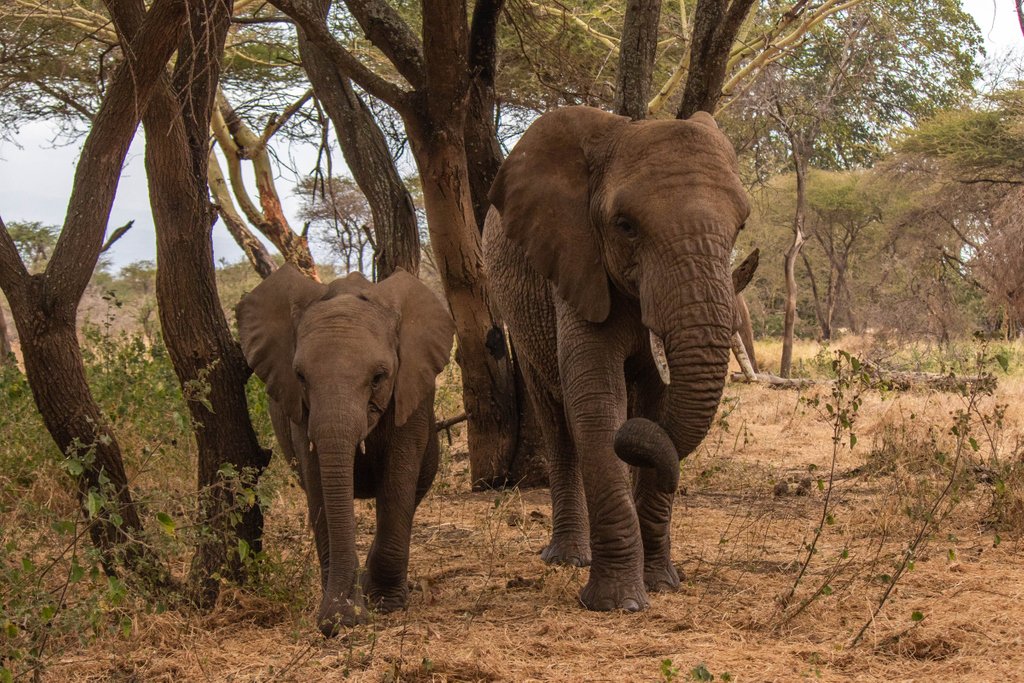 TypeTwoMedia's tweet image. We met these two beauties just outside our camp at Ndarakwai, Tanzania. A surrogate mother and her adopted calf. The calf's mother had been shot by poachers. It's crazy to think that anyone would want to kill something as beautiful and majestic and these two.
@campsinternational