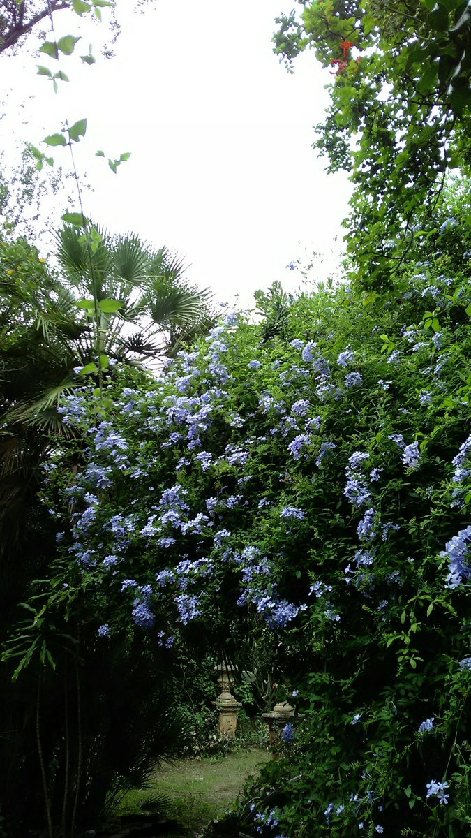 Urbana Sur Twitter Nel Mio Giardino Triste Ulula Il Vento Cade L Acquata A Rade Gocce Crepita Scroscia A Fili Interminabili D Argento O Mia Musa Dolcissima Che Taci Con Altra Voce Tornero Poeta