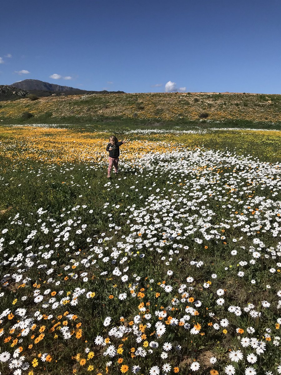 Mouton Citrus tweet media