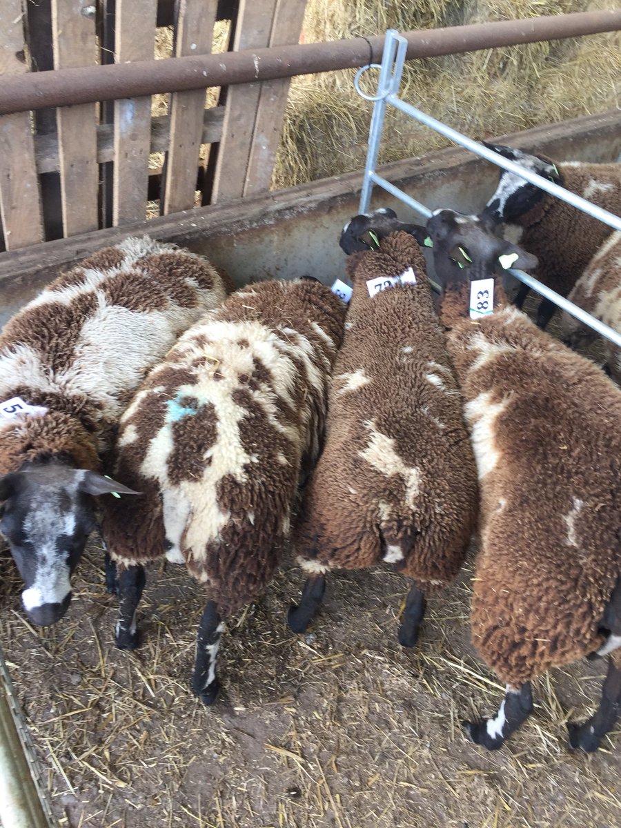 coulsonhereford's tweet photo. Our new additions: 4 more Dutch Spotted ewe lambs at today’s DSS Selection Day to join our 6 gimmers and tups. #newbreed #terminalsireofthefuture https://t.co/U634YEB5IE