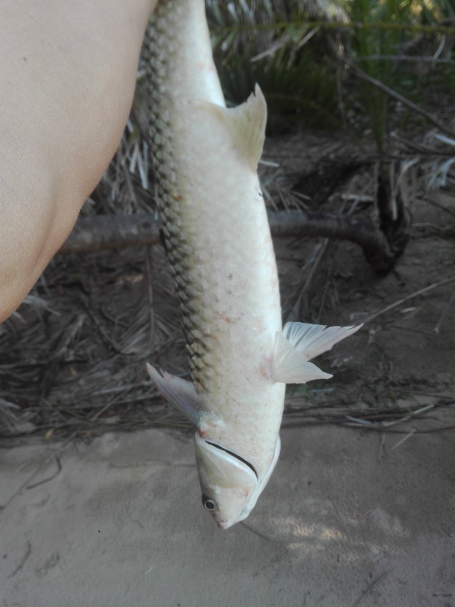 Chillwithwillza's tweet image. Very impressed with his #CASTNET skills from a SUP.Biggest mullet I&apos;ve everseen