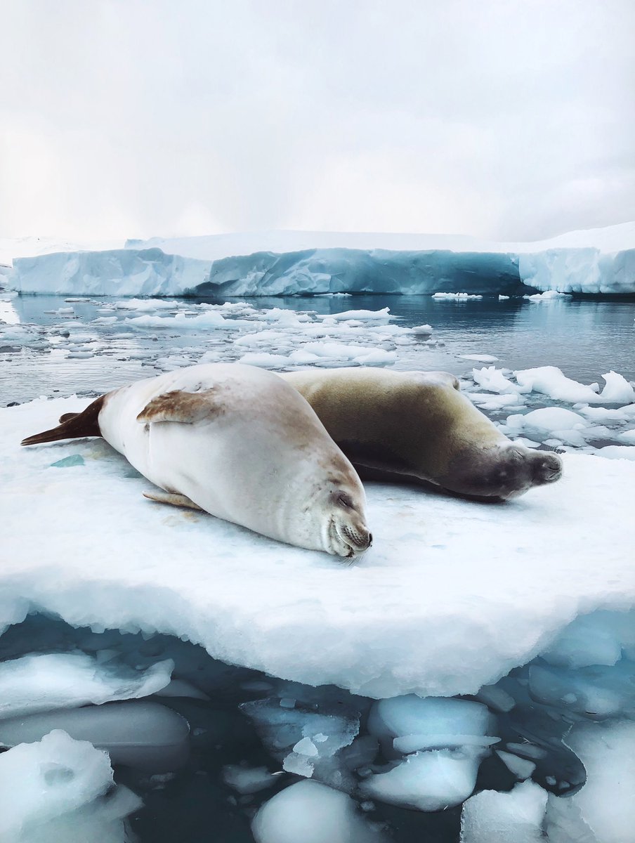 Happy #WorldPhotographyDay! We salute the talented photographers taking breathtaking images with iPhone all around the world, including these by John Bozinov (IG: JohnBozinov) in Antarctica. 🐧 #shotoniphone
