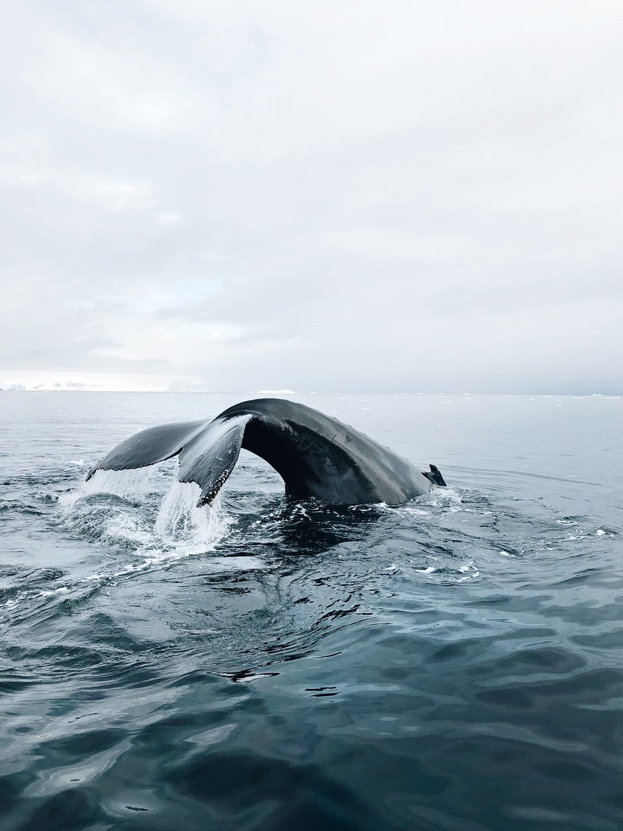 Cristina Lupuさん Cris Lupu Twitter