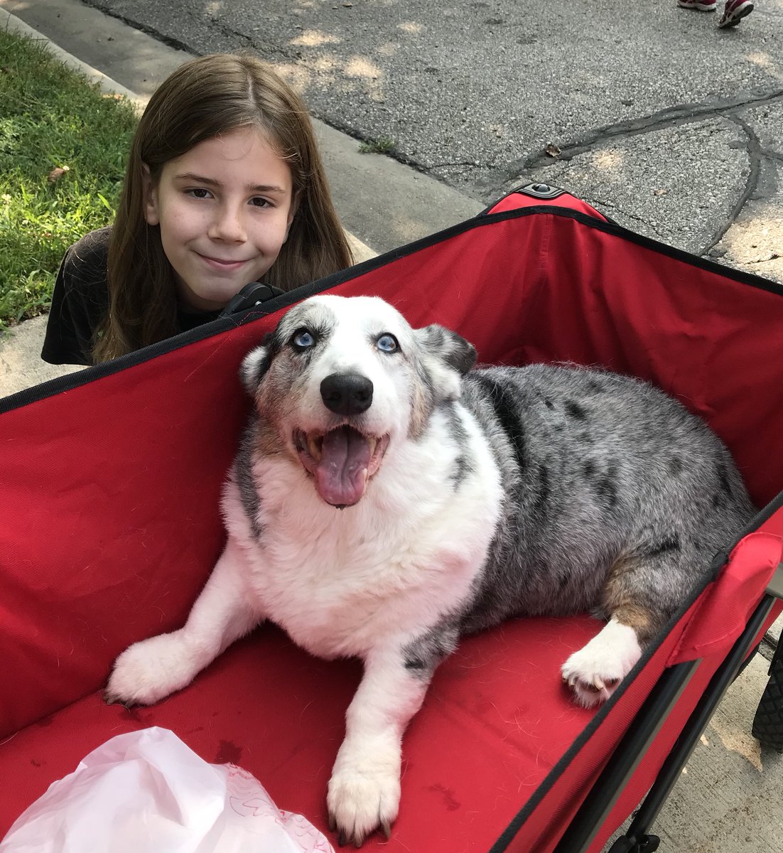 IvePetThatDog's tweet image. I pet Sunny. She is a 12 year old Cardigan Welsh Corgi. She has degenerative myelopathy, which is like ALS for dogs. Sunny can’t use her back legs, so she travels in a wagon. Sunny is not in any pain. When Sunny was younger, she was a champion show dog.