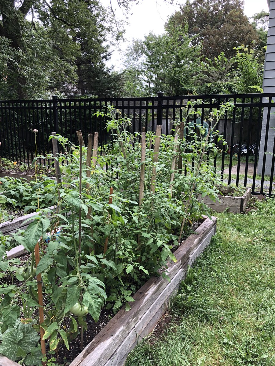DalUrbanGarden's tweet photo. Our little garden is looking it’s best! Stop by anytime (behind the comp. sci. building on Dal campus) and take in the green space we are building on campus! @dalnews @DalPres @TheLoadedLadle @DSUSO @DalStudentLife https://t.co/e2diNUiwCG