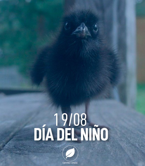 cenretroSL's tweet photo. ¡En #CentroAtrásSL saludamos a todos los pichones de cuervos/as en su día!

Y que sea con un triunfo.

#DíadelNiño #Cuervitos #Cuervitas #SanLorenzo #CASLA #Boedo https://t.co/fXSJWaJNbd