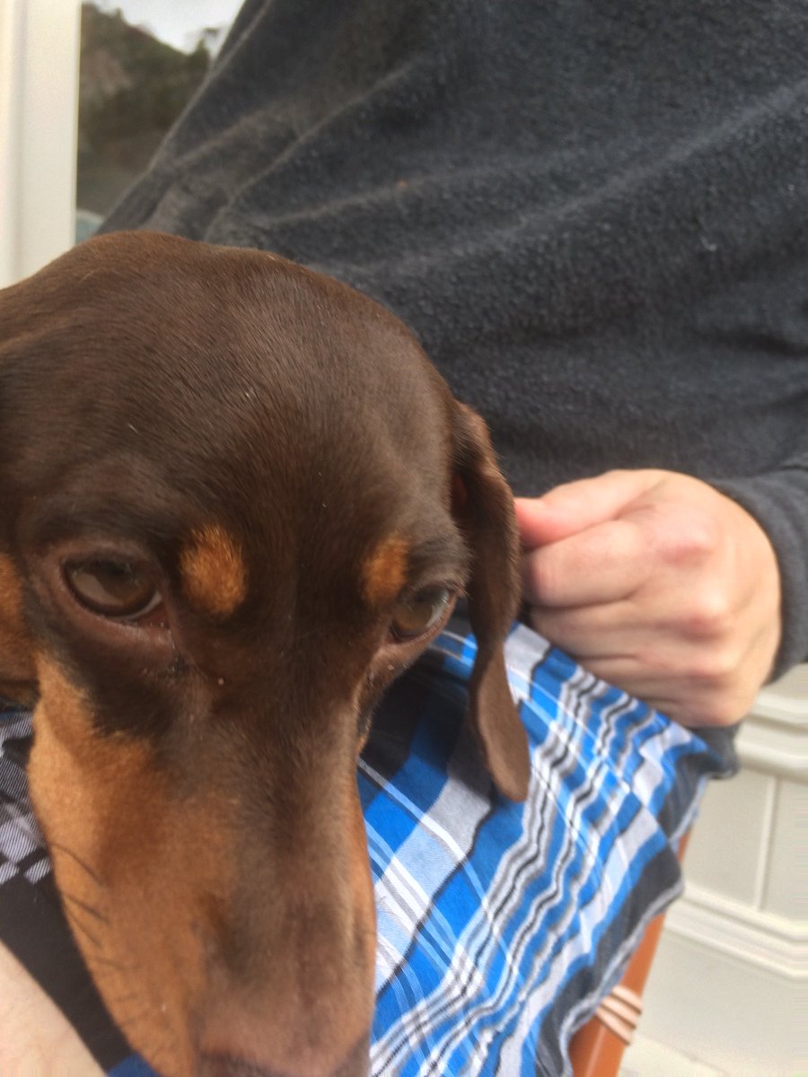 Janey Godley on Twitter "My husband didn’t want a dog My husband