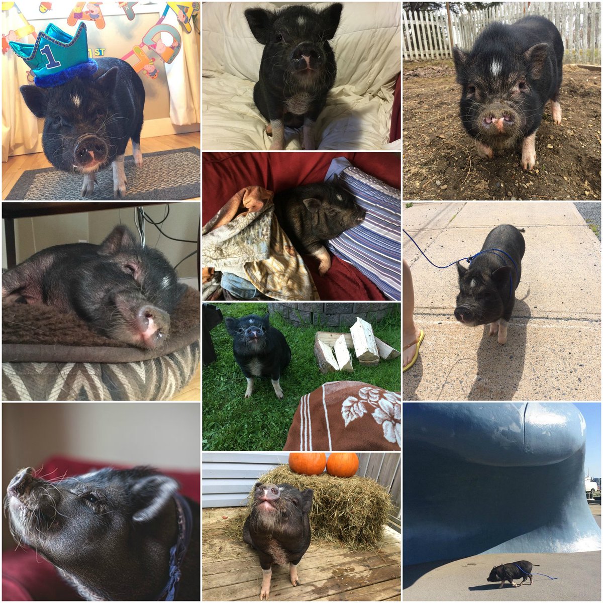 Tomorrow! 1pm-3pm....ERIK THE PIG COMES TO THE GALLERY!!!!!#Pigsoftwitter #halifaxns #art #babyanimals #SaturdayMotivation