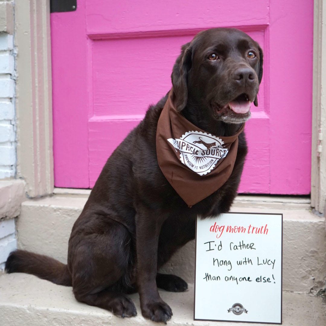 supremesource_'s tweet photo. We think everyone would rather hang with Lucy than anyone else. 💗 What's your own #DogMomTruth?

[via https://t.co/Wzt9NCHEQe] https://t.co/kv8mcerwQk