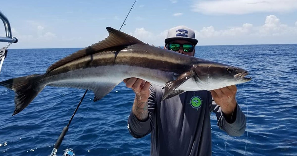 spacefishreport's tweet photo. In between the snapper madness this weekend and last, there's been some good fishing out there: https://t.co/Y1s478FkEJ #cobia #saltwater #fishing https://t.co/csVWMST2yZ