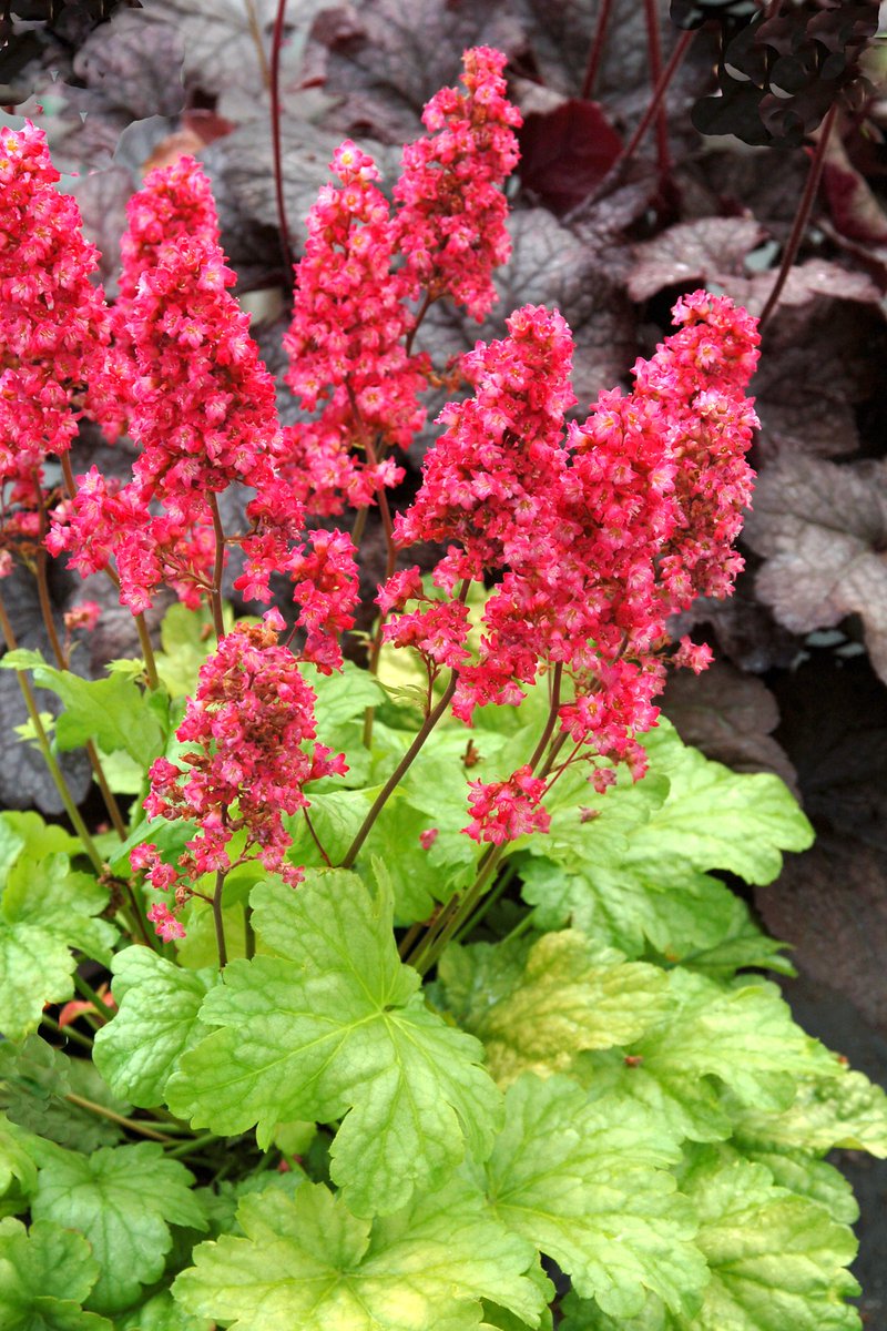 HostasDirect's tweet image. Start Small, Grow Big! Sale! Bright Spots! - mailchi.mp/hostasdirect/b…