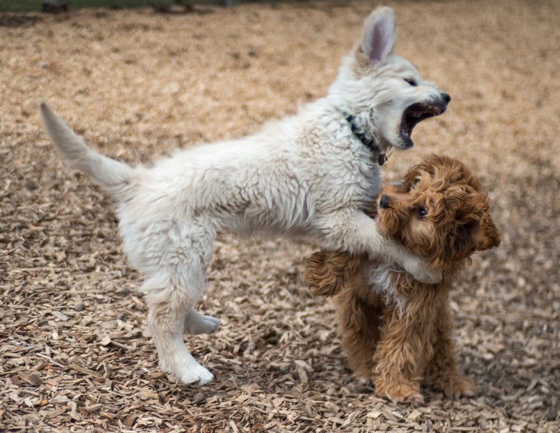 New post (Dog Bite: How To Calmly Deal With The Situation) has been published on Cheaply Pet Supplies - is.gd/VHccJo