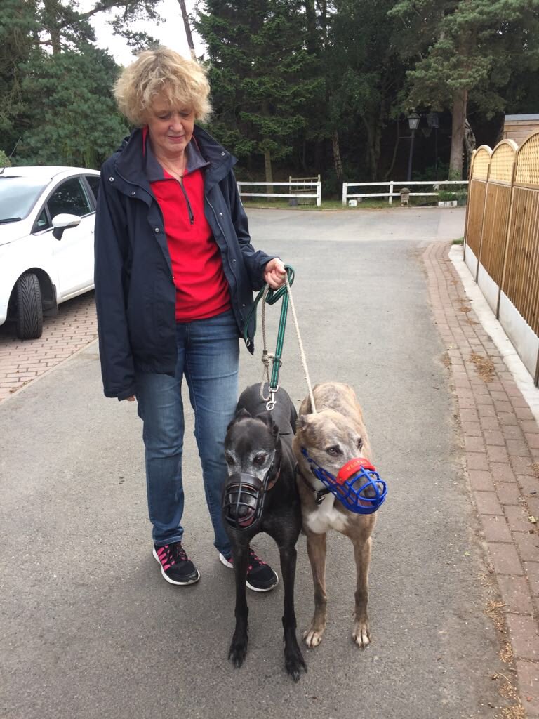 NWDogRescue's tweet photo. And another one crept off today too! Mr Bones, now Doug, has gone into temporary foster with a new friend Quincey here - considering he's an ex racer he's doing really well so far in a house 🍀🍀🍀 Please wish him luck xx 🐾🐾 https://t.co/sKPEtgujYJ