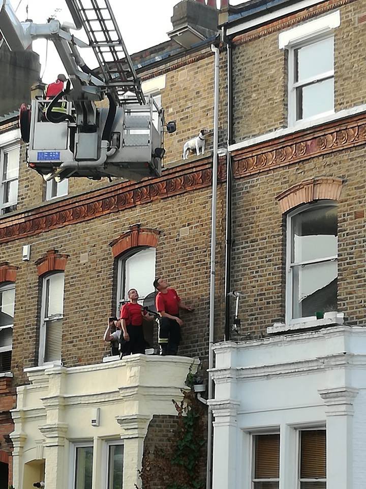 *record scratch*

*freeze frame*

"yep, that's me. you're probably wondering how I ended up in this situation..."

(starring Max the Jack Russell bit.ly/2OtWyvd | image via <a href="/LondonFire/">London Fire Brigade</a> © Susan Thomas)