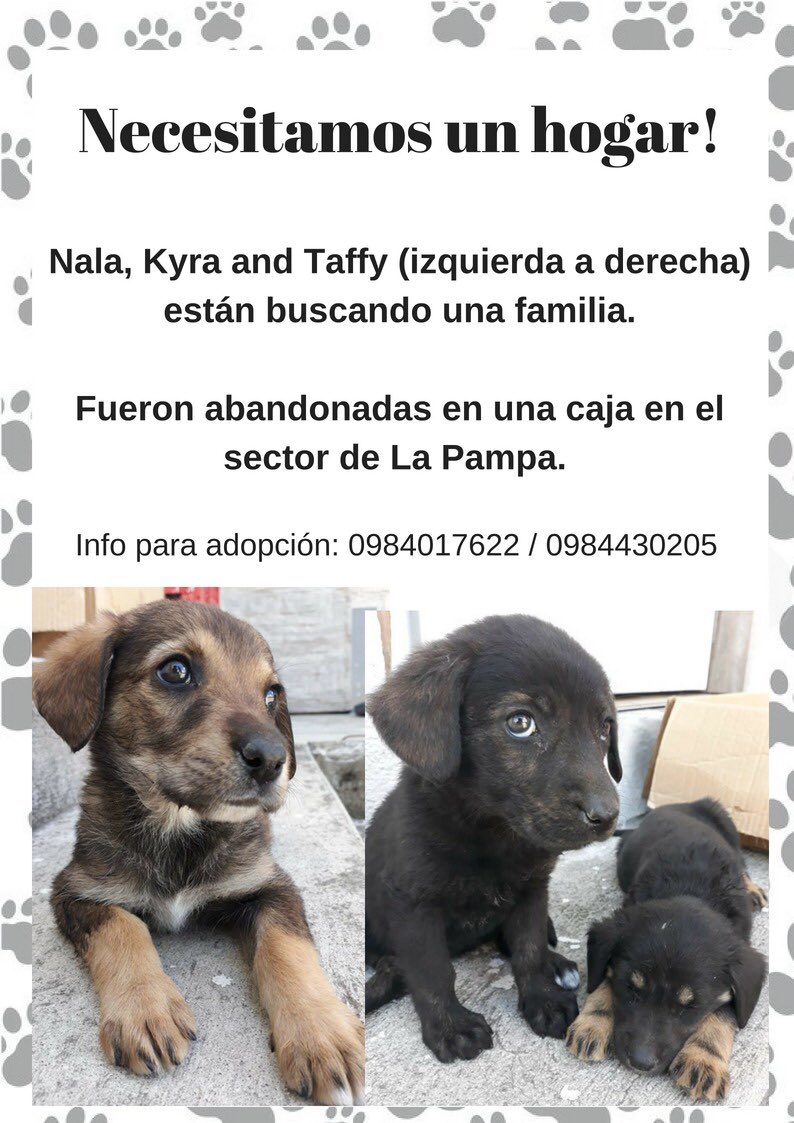 cristi_herrera's tweet photo. Ayuda urgente! Necesitan 🏠 por favor RT. @alexxlopeza @alexllanosh @jcarlosaizprua @Soficavee @Ally_85 @PatitasEcuador https://t.co/JeJLuDpRsp