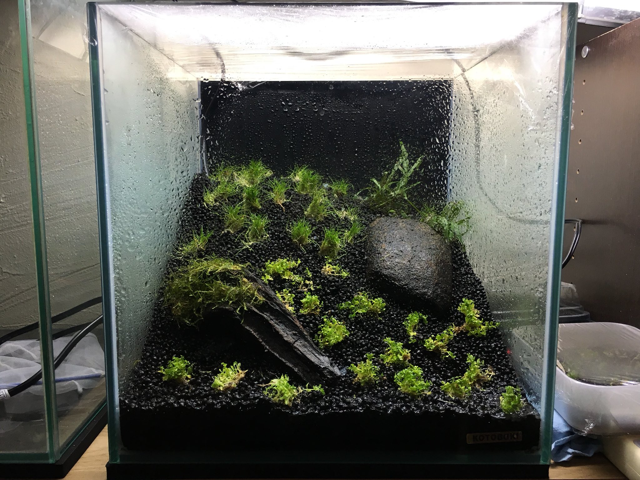 Lio アクアリウム垢 30センチキューブ水槽経過 2日目 昨日の植え方だと塊すぎて1面覆うまで時間がかかりそうだったので万遍なく植え替え 今度こそ放置でいいかな ついでに培養作戦も同時進行 3枚目は虫カゴ水槽の アカハライモリ かわいい Lio アクアリウム垢 30センチキューブ水槽経過 2日目 昨日の植え方だと塊すぎて1面覆うまで時間がかかりそうだったので万遍なく植え替え 今度こそ放置でいいかな ついでに培養作戦も同時進行 3枚目は虫カゴ水槽の アカハライモリ かわいい