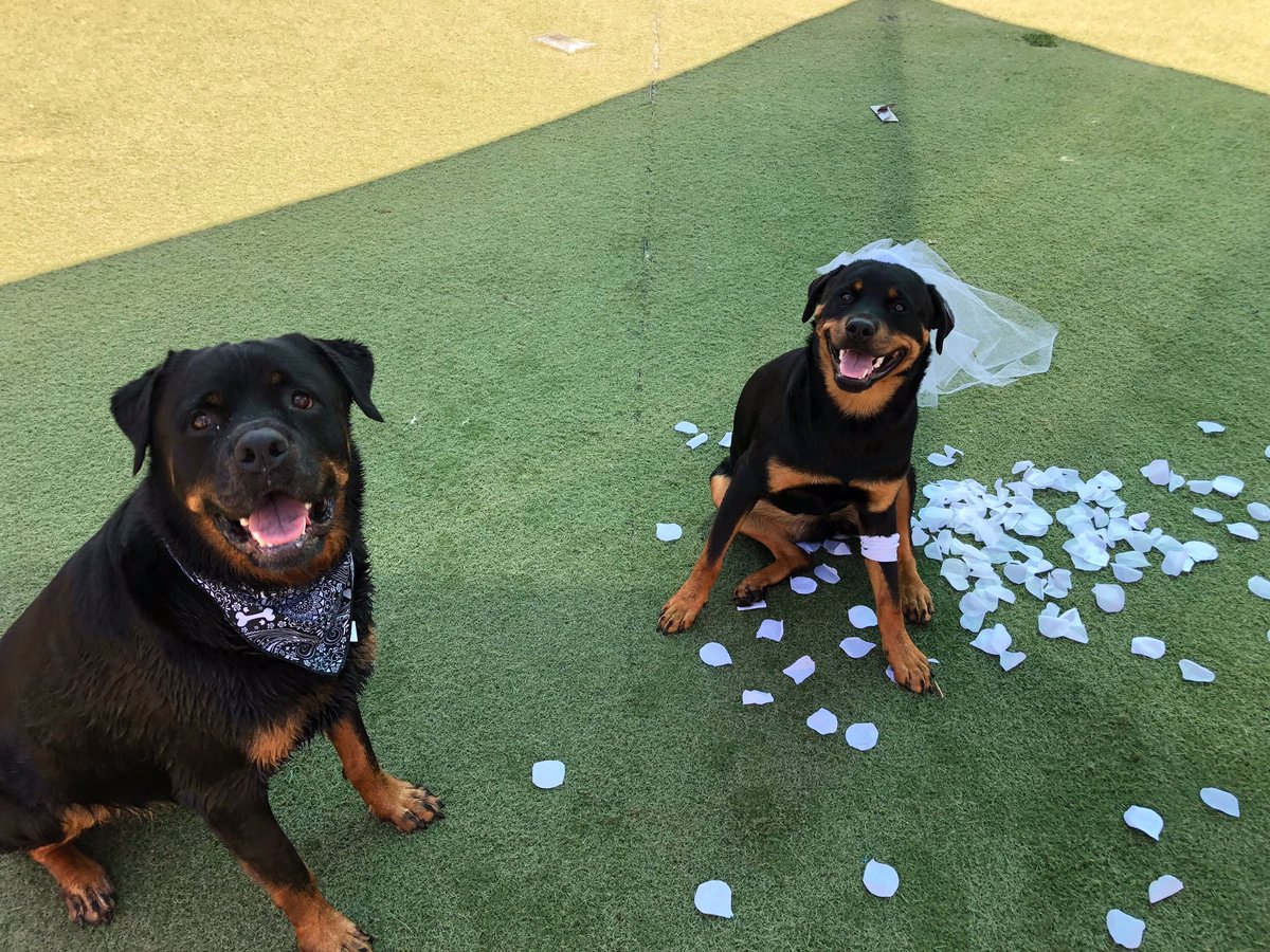 PPRNaples's tweet photo. Love is in the air here at paradise 😍❤️🐶 #petparadiseresort #petparadisenaples #love #rottweiler https://t.co/Eukseq9Xv1