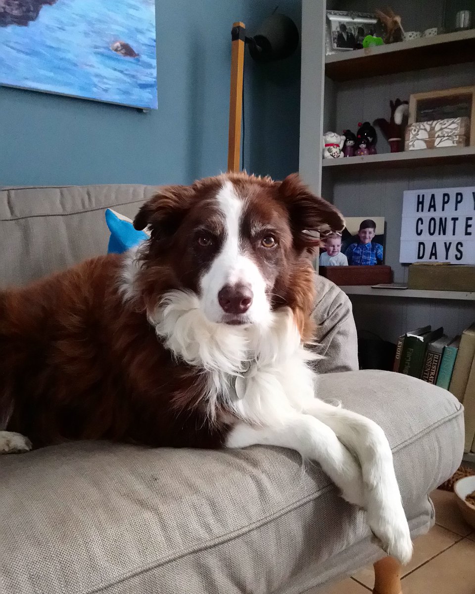 EliotDee's tweet photo. #Meggiemoo π #collie π https://t.co/ZFJGDnEwa4
