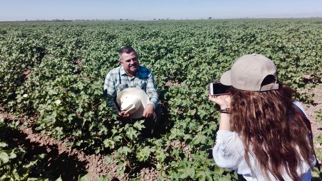 Cultivo algodonero, chambeando en #Mexicali sobre proyecto de expansión de finanzas rurales #BM #Reporter #MexicanReporter #Journalism Junio del 2018
