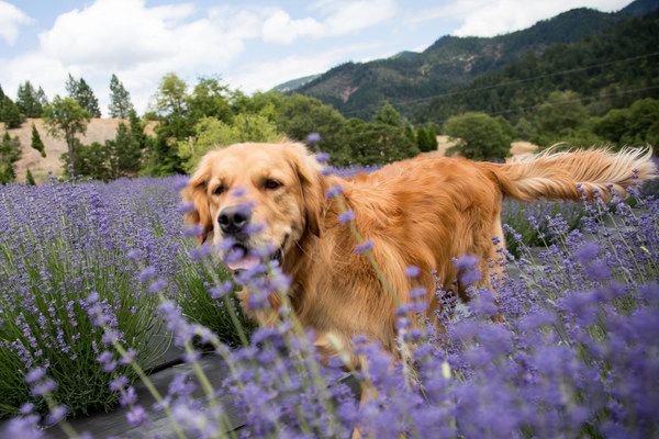 _Lavenderworld's tweet photo. Lavender - Enjoyed by all! https://t.co/chT4kJZ2Ly