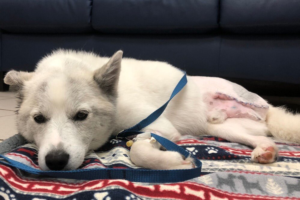 This is Bowie. He just had his sixth surgery since April. What started as a broken femur turned into a full amputation of his back left zoomer. It’s safe to say he’s tired of getting his butt shaved. 13/10 click below to help Bowie with his recovery

gofundme.com/funds-for-bowi…