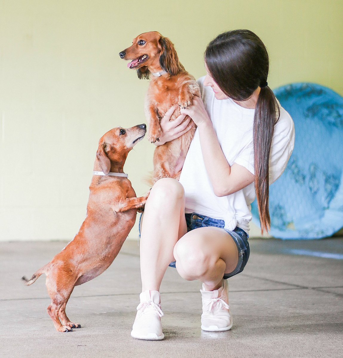 StephanieZiajka's tweet photo. Meet Muffin and Ladybug, the sweetest sausages up for adoption @WaysideWaifs on NBCUniversal’s #ClearTheShelters Day (sponsored by @hillspet)! I’m recapping our visit/showing more precious babies up for adoption on DOAD! https://t.co/pRLpvMlCdd #hillspartner #hillschanginglives https://t.co/siJttSb3sw