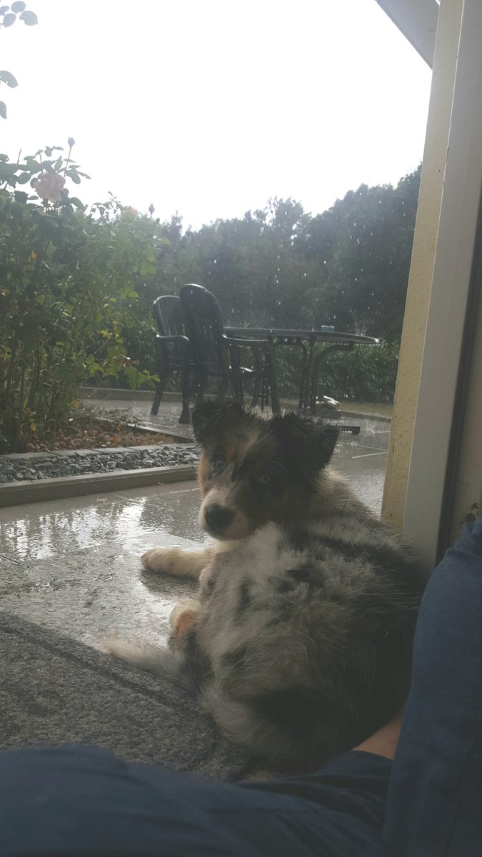Freaky_Freja's tweet photo. Also ich würde ja raus pinkeln aber schau doch ... Pfui Regen ☔ https://t.co/YmiAecY5d7