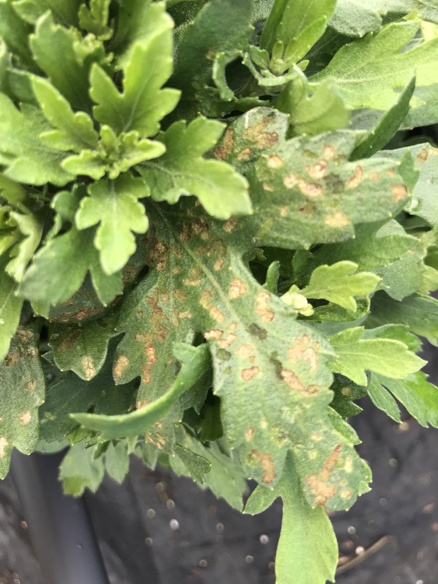 NancyRechcigl's tweet photo. Watch out for these critters ravaging the garden mums in the Northeast!#protectyour mums, #MainspringGNL #Scimitar https://t.co/ZGWYkiChLK