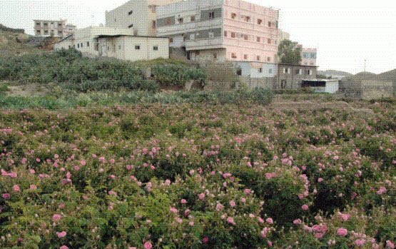 مزارع #الورد في #الطائف تسقى عادة بماء المطر وندى الضباب وسمادها عضوي، وعطرها طبيعي 100 % ، ولا تدخل في صناعته أي مواد كيميائية أو مثبتات .
#بيت_الورد_الطايفي