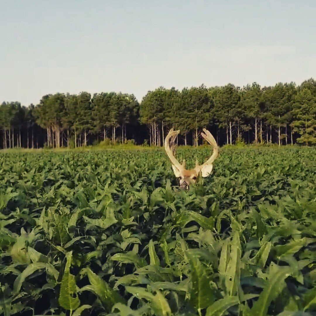 tacklehack's tweet photo. Peek-a-boo 🦌 #deer #whitetail #hunting #hunter #huntingseason #buck #fall #outdoors #peekaboo #whitetaildeer #farm #tacklehack #fish #hunt #livewild https://t.co/Ua3F42yRB7