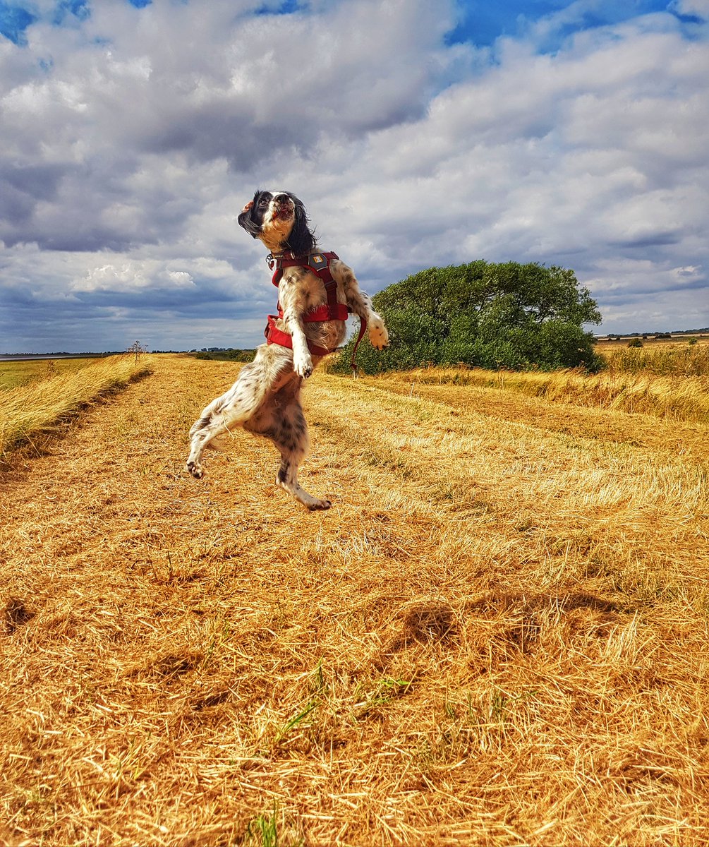 It gets quite windy up in Yorkshire! #SmallDogProblems