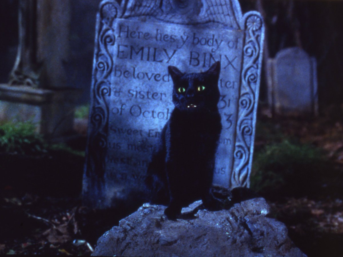 DisneyD23's tweet image. #BlackCatAppreciationDay: Because Thackery Binx deserves all the appreciation for protecting us from the Sanderson sisters for 300 years
