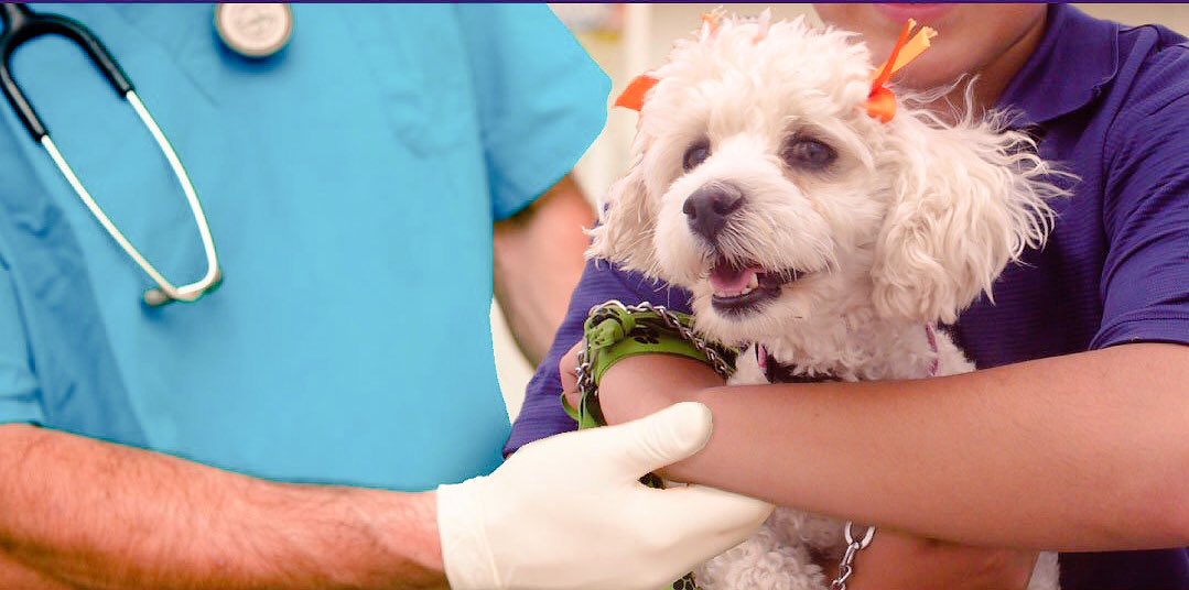 DeyaSamperio's tweet photo. #UnDíaComoHoy se celebra en México el #DíaDelVeterinario. Felicidades a todos los médicos que con amor y dedicación estudian y cuidan la salud de los animales. #Saltillo #Coahuila #México https://t.co/Ij8m27WYLo