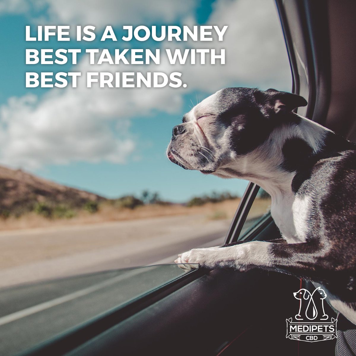 medipetscbd's tweet photo. Keep your best friends headed down the road of good health with MediPets CBD, and let them enjoy their ride. Use the coupon code "TRYPETS" today, and get 50% off your first order for them. #dogs #dog #pets #cats #MediPets #petscbd #bestfriends https://t.co/WjVv5BsV9x https://t.co/SgIcVxmOlW