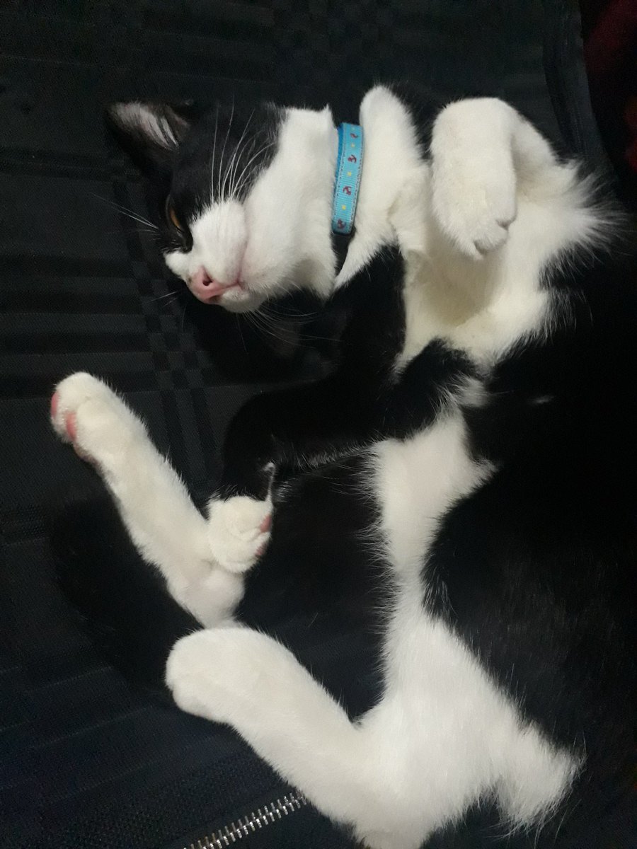 ChltBen's tweet image. ขอบคุณนะคะคนดี อยู่กับแม่ไปนานๆนะลูกนะ แม่จะพยายามเข้มเเข็งขึ้นเพื่อหนู หนูคงไม่ได้อ่านหรอก ก็หนูเป็นแมวจะอ่านรู้เรื่องได้ไง แต่แม่แค่อยากจะย้ำคำพูดพวกนี้กับตัวแม่เองเท่านั้น ว่าแม่จะเข้มเเข็งขึ้น และจะสู้เพื่อหนูนะ ดวงใจของแม่ ❤✌