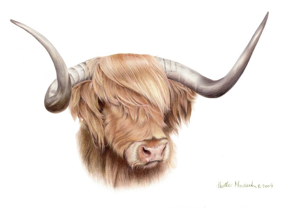ScottArtConnect's tweet photo. I love this well kept highland bull by Heather Mcneish https://t.co/xOMYMEpnWJ
