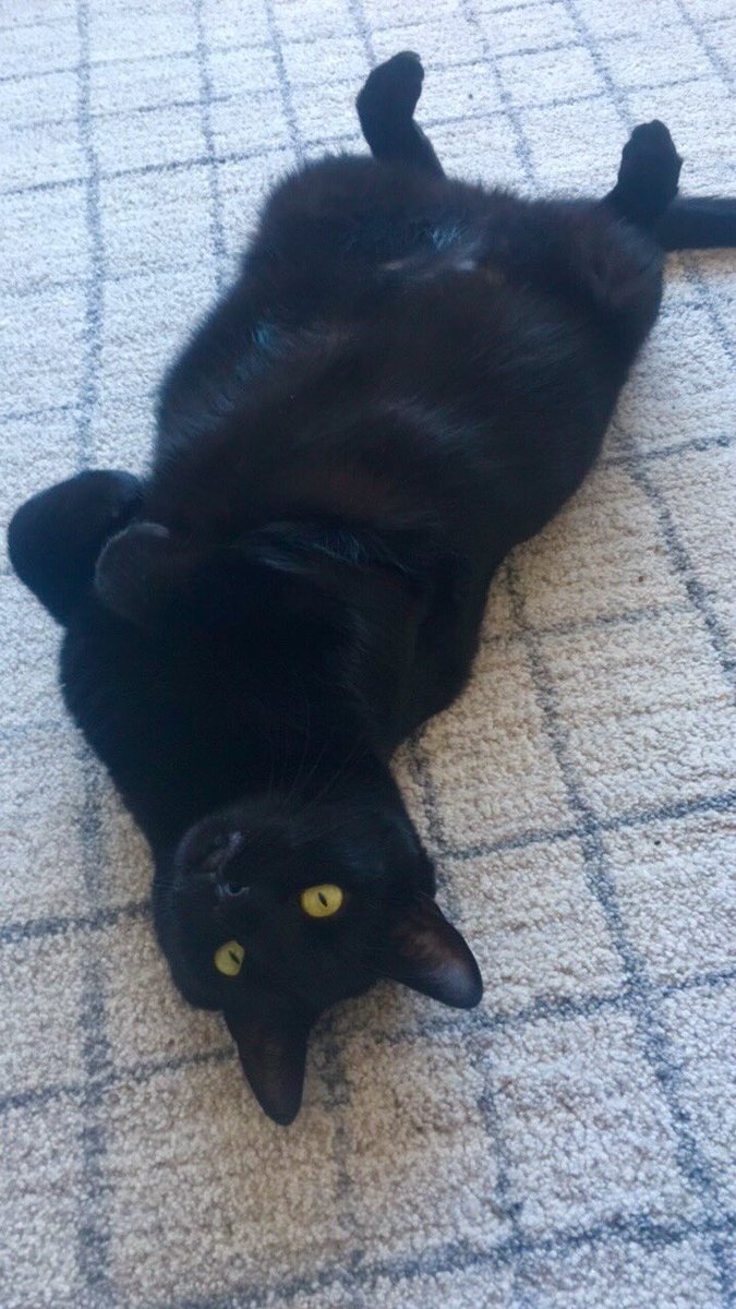 FrostySplash's tweet photo. #BlackCatAppreciationDay https://t.co/BmtpzoV4l2