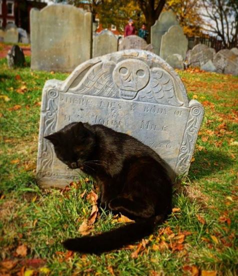 TheFreedomTrail's tweet photo. We heard it's #BlackCatAppreciationDay! Did you ever see Prince the Cat roaming around the Old North Church, Copp's Hill Burying Ground, &amp; the North End?  #RestInPeace #PrinceTheCat @OldNorth1723 https://t.co/2Pc01K5eg7