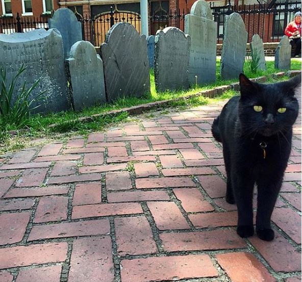 TheFreedomTrail's tweet photo. We heard it's #BlackCatAppreciationDay! Did you ever see Prince the Cat roaming around the Old North Church, Copp's Hill Burying Ground, &amp; the North End?  #RestInPeace #PrinceTheCat @OldNorth1723 https://t.co/2Pc01K5eg7