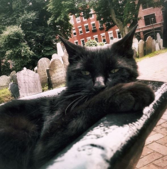 TheFreedomTrail's tweet photo. We heard it's #BlackCatAppreciationDay! Did you ever see Prince the Cat roaming around the Old North Church, Copp's Hill Burying Ground, &amp; the North End?  #RestInPeace #PrinceTheCat @OldNorth1723 https://t.co/2Pc01K5eg7