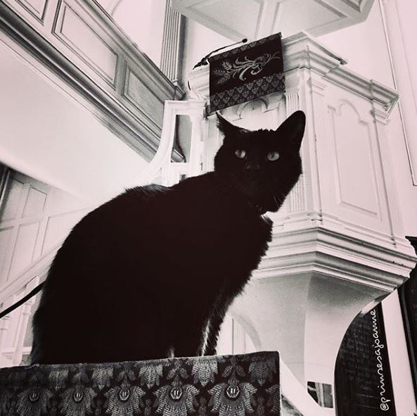 TheFreedomTrail's tweet photo. We heard it's #BlackCatAppreciationDay! Did you ever see Prince the Cat roaming around the Old North Church, Copp's Hill Burying Ground, &amp; the North End?  #RestInPeace #PrinceTheCat @OldNorth1723 https://t.co/2Pc01K5eg7